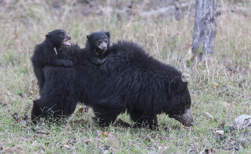 一只野生树懒熊抱着两只幼崽，Satpura NP